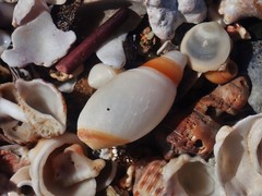 Ancillista velesiana