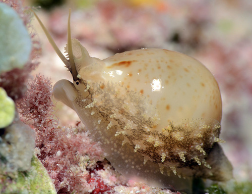 Cypraea cicercula observed 2016-10-08