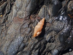 Guraleus tasmanicus