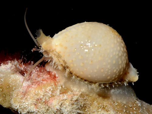 Cypraea cicercula observed 2016-03-05