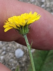 Crepis
