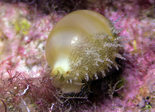 Cypraea cicercula observed 2016-09-10