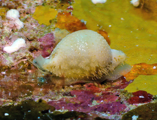 Cypraea cicercula observed 2014-09-13