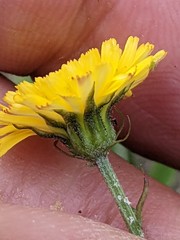 Crepis