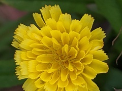 Crepis