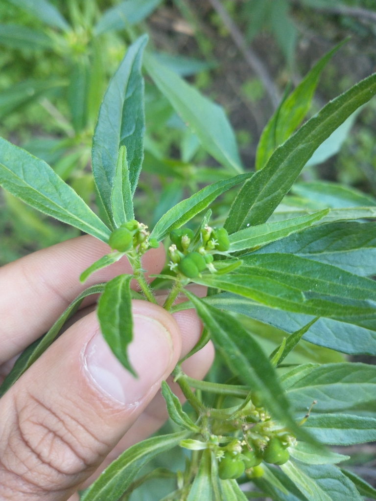 Euphorbia subilsiae