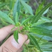 Euphorbia subilsae - Photo (c) siempreverde,  זכויות יוצרים חלקיות (CC BY-NC)