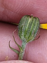 Crepis