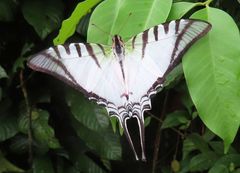 Neographium agesilaus