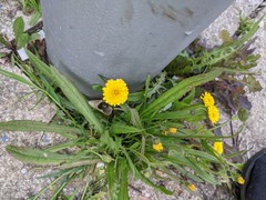 Crepis