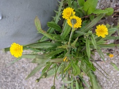 Crepis
