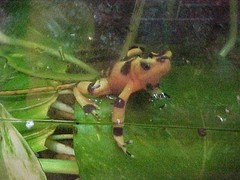Atelopus zeteki