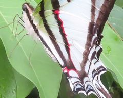 Neographium agesilaus