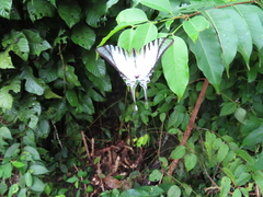 Neographium agesilaus