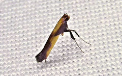 Caloptilia superbifrontella