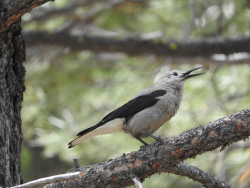 iNaturalist observation photo of Clark's Nutcracker