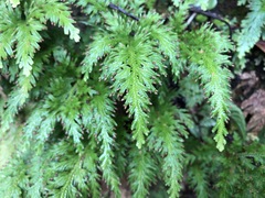Selaginella moellendorffii