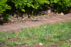 Sceloporus occidentalis
