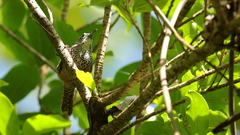 Pheugopedius maculipectus