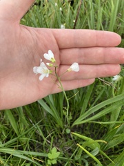 Cardamine penduliflora