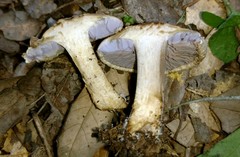 Asproinocybe