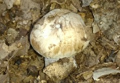 Asproinocybe