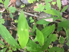 Dichomeris punctidiscellus