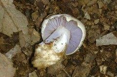 Asproinocybe