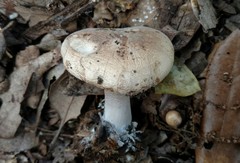 Asproinocybe