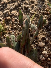 Plagiobothrys arizonicus