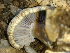 Asproinocybe