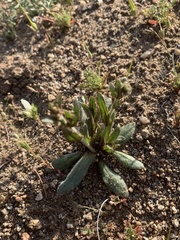 Plagiobothrys arizonicus