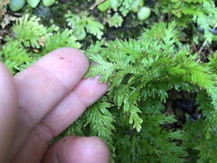 Selaginella moellendorffii