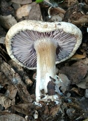 Asproinocybe