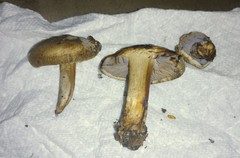 Asproinocybe
