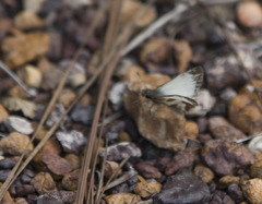 Heliopetes laviana