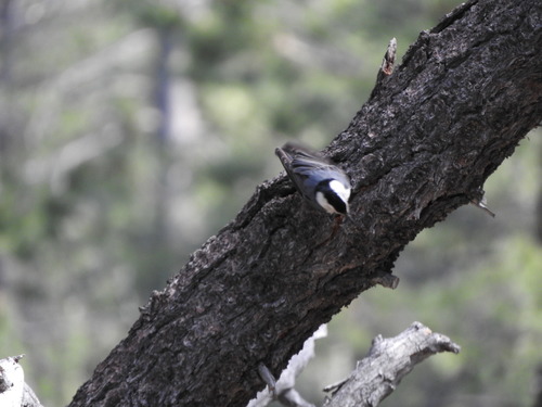 iNaturalist observation photo of White-breasted Nuthatch