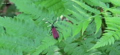 Macrolycus flabellatus