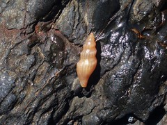 Guraleus tasmanicus