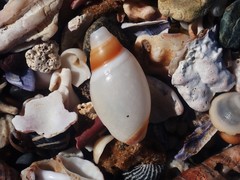 Ancillista velesiana