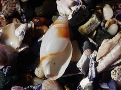 Ancillista velesiana