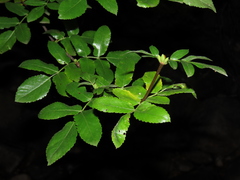 Eucryphia glutinosa