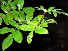Eucryphia glutinosa