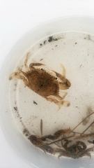 Callinectes similis