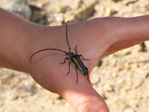 Lautarus concinnus