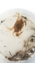 Callinectes similis