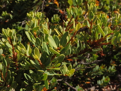 Orites myrtoideus, photograph Nicolás Lavandero, CC BY, iNaturalist via GBIF
