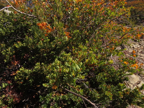 Orites myrtoideus, photograph 5