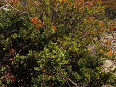 Orites myrtoideus, photograph Nicolás Lavandero, CC BY, iNaturalist via GBIF