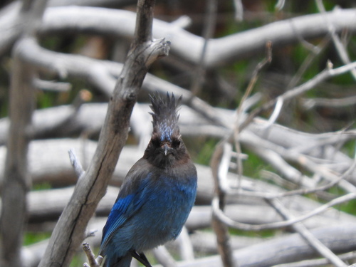 iNaturalist observation photo of Steller's Jay